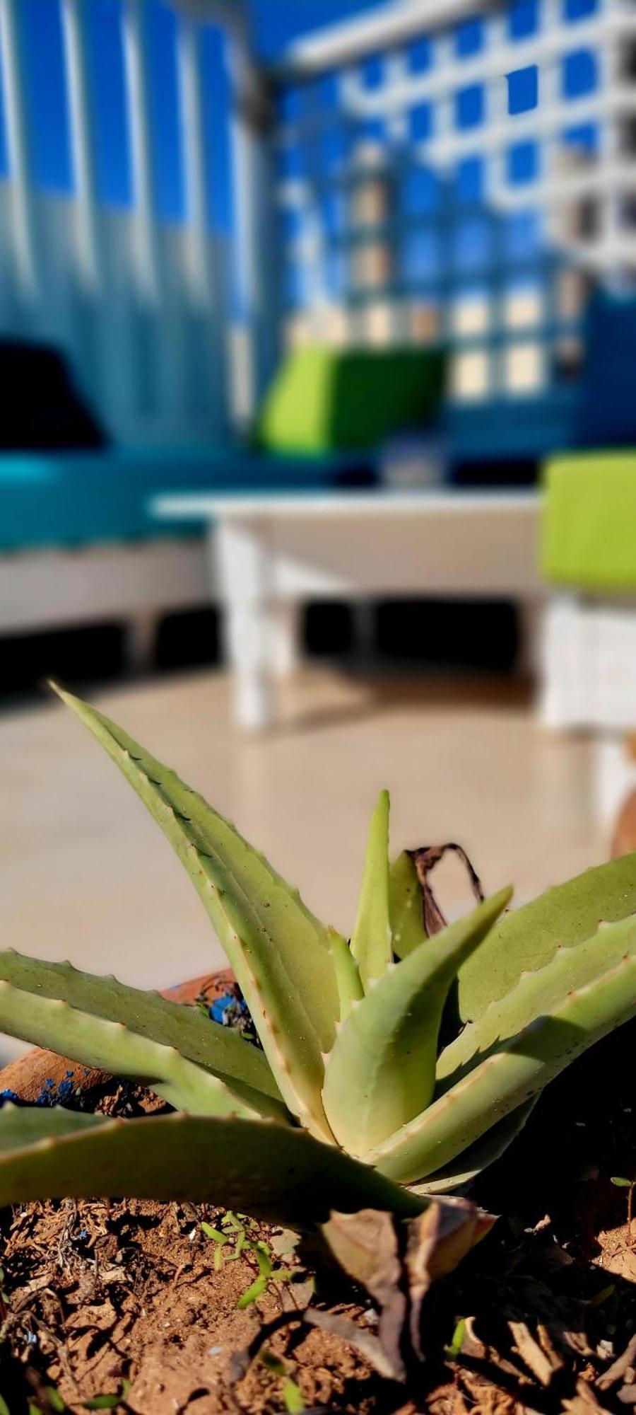 Riad Ocean Medina 에사우이라 외부 사진